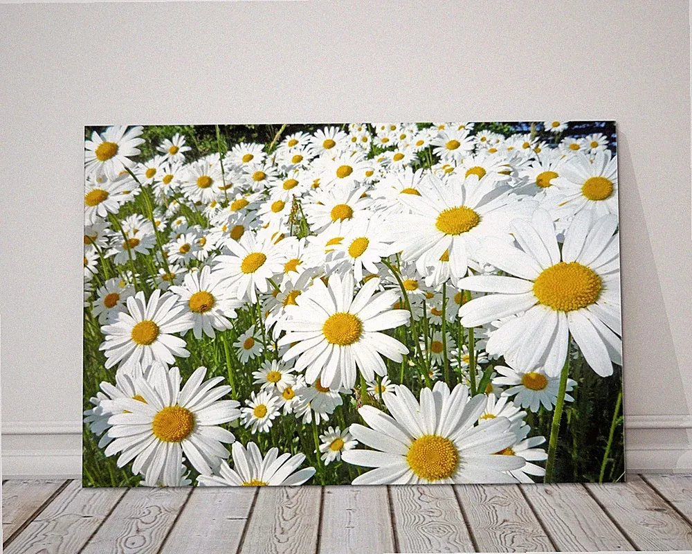 Gänseblümchenwiese. Leinwandbild Druck. Schönes Blumenbild. Sommersonne. Auswahl